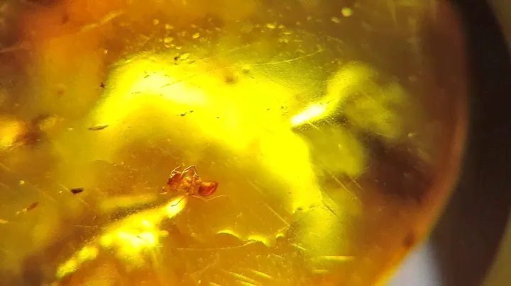 Amazing Amber Example with two Rare Insect Inclusion (Worker Ant) 00380955855588
