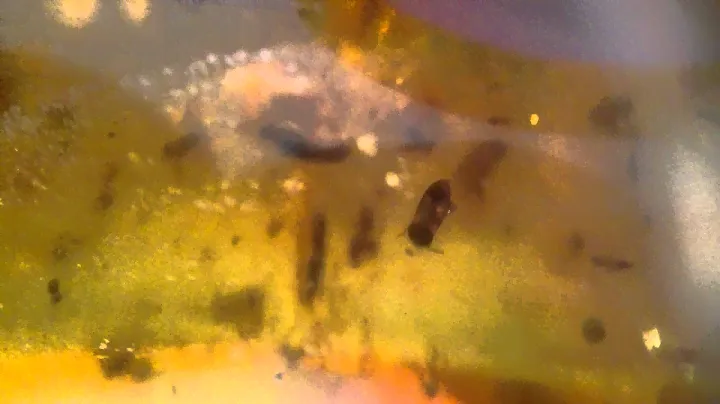 amber with insect inclusions