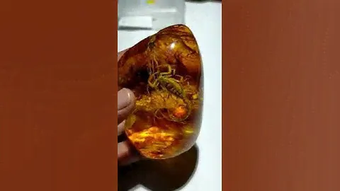 Natural Amber Scorpion