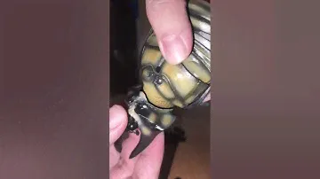 Bandai Gashapon Beetle, Megasoma Actaeon