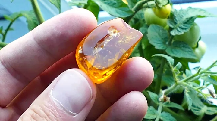 Baltic Amber with Insects