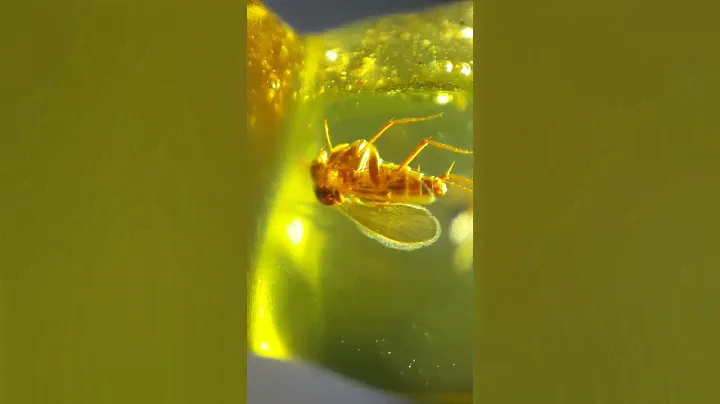 Sale Amber Pendant 3. 79Gramm with Two Insect