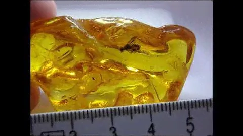 Baltic Amber Inclusion: Apoidea Sphecidae Wasp